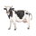 Animal Vaca
